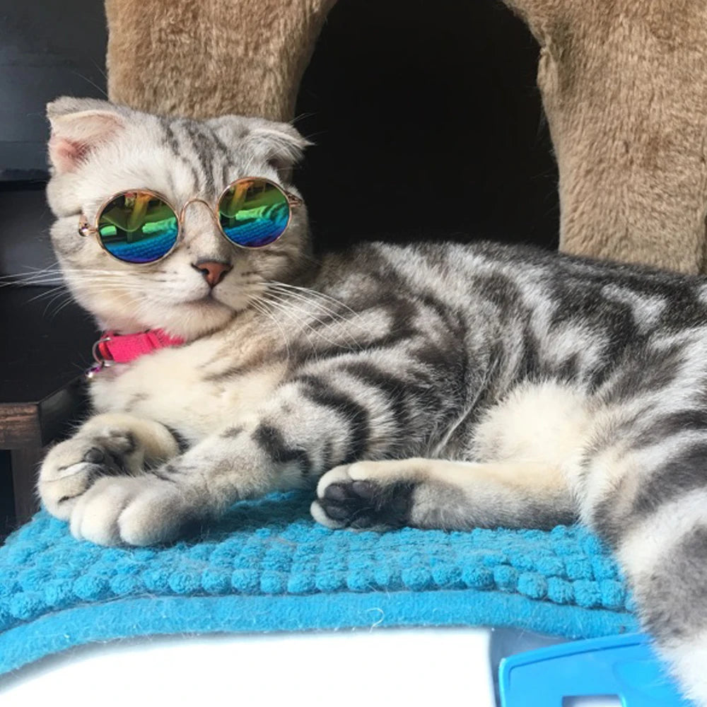 Pet Sunglasses